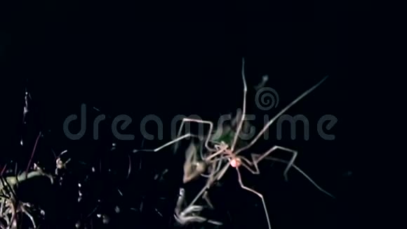 海洋蜘蛛pycnogonida在海底的黑色背景下接近水下视频的预览图