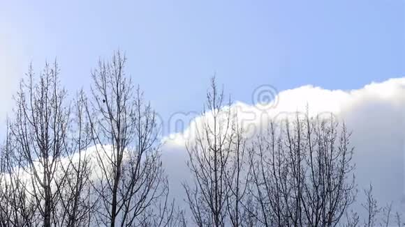 云天树被风感动视频的预览图