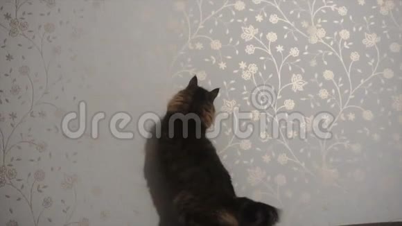 猫追逐激光指向相机慢动作视频的预览图