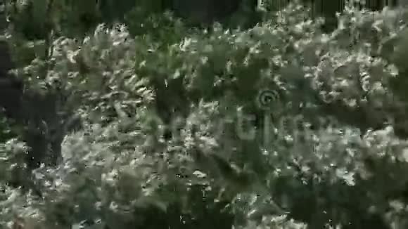 雄风中的树枝视频的预览图