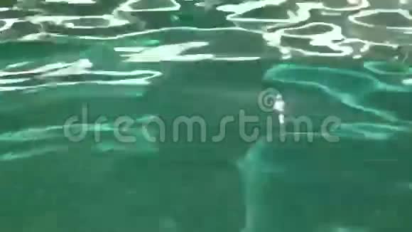 泳池表面视频的预览图