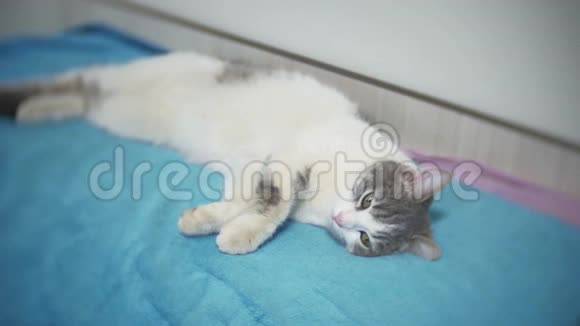 一只灰猫在室内宠物的床上特写镜头上睡着了猫打哈欠伸展身体翻身视频的预览图