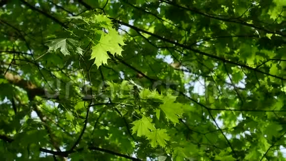 蓝天上的绿叶枫叶树视频的预览图