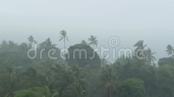 自然灾害飓风期间的海滨景观强烈的旋风吹拂椰子树热带大雨视频的预览图