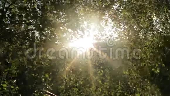 早晨的时候阳光透过一片树叶照耀视频的预览图
