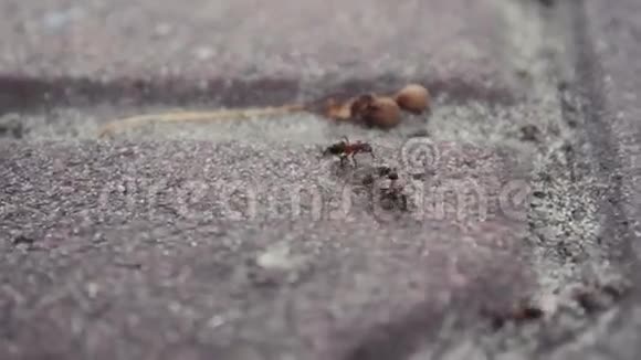 蚂蚁在沥青上奔跑分享食物视频的预览图