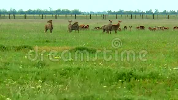 草原上的哺乳动物视频的预览图