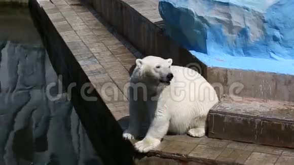 两只北极熊视频的预览图
