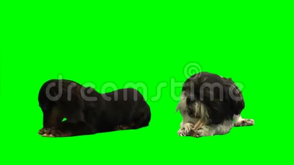 两只狗吃绿色的骨头视频的预览图