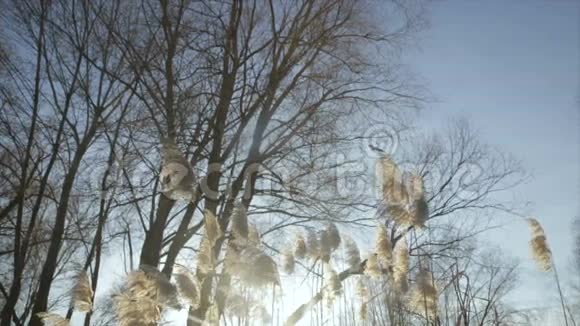 冬天的阳光透过树枝和树叶的光芒视频的预览图