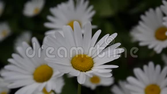 雏菊生长在花床上的视频镜头接近花朵视频的预览图
