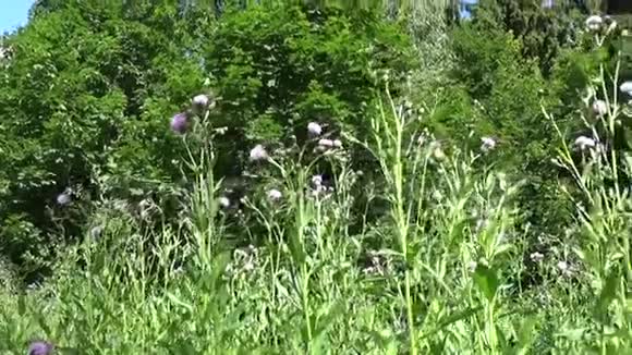 匍匐蓟或粉红色母猪蓟盛开的CirsiumArvense全景运动摄像机视频片段视频的预览图