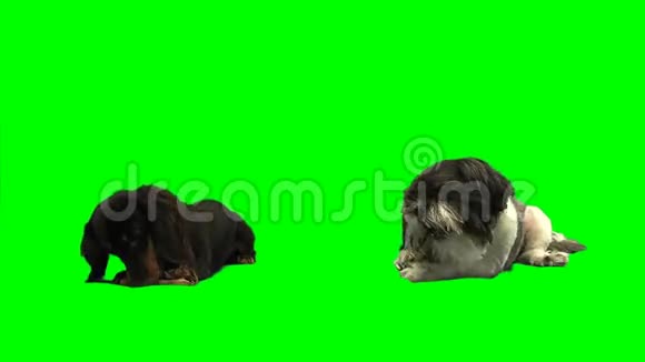 两只狗吃绿色的骨头视频的预览图