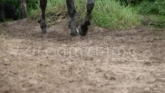 马脚在泥上行走双腿并拢在潮湿泥泞的地面上行走慢动作视频的预览图