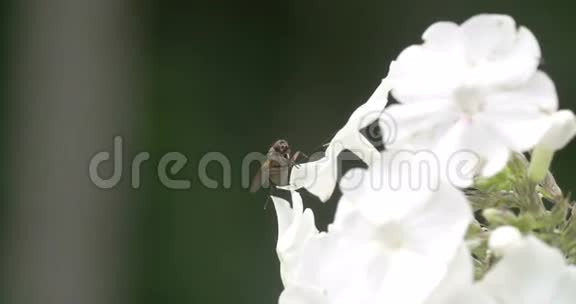 一只飞在白花的边缘视频的预览图