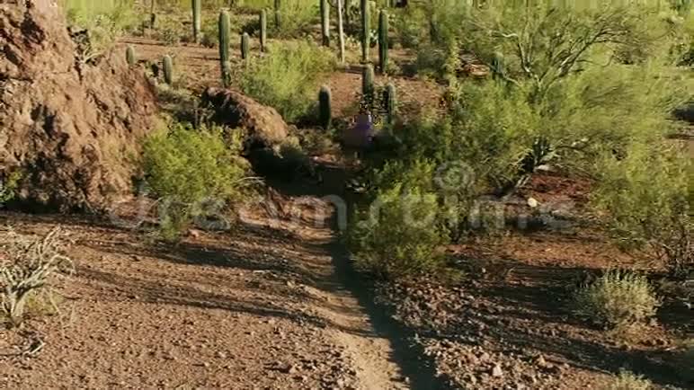 亚利桑那州索诺兰沙漠中被萨古拉斯包围的小径跑步者的慢动作空中拍摄视频的预览图