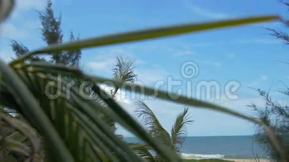 大海穿过棕榈树的叶子视频的预览图