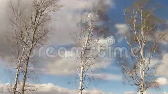 时间流逝春日的云彩在天空的映衬下风中的桦树随风摆动视频的预览图