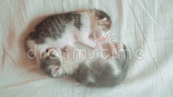 两只小猫搞笑视频正在睡觉两只小猫弟弟的生活方式睡觉拥抱在床上宠物猫的概念视频的预览图