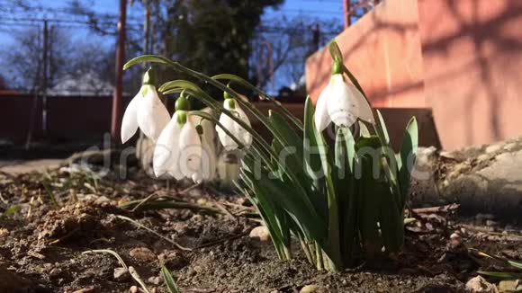 春雪飘落视频的预览图