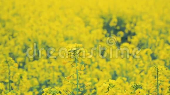 夏季黄色开花场背景为太阳视频的预览图