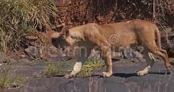 非洲狮pantheraleo行走在萨凡纳肯尼亚内罗毕公园实时视频的预览图