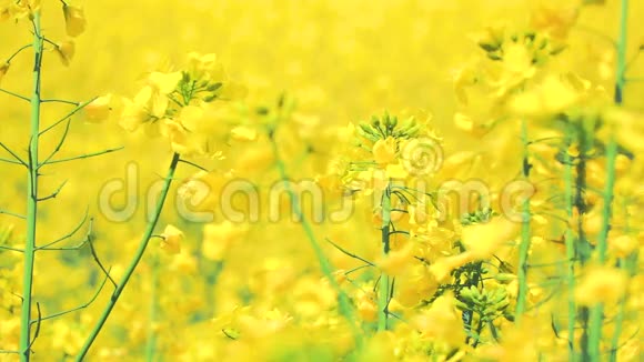 夏季黄色开花场背景为太阳视频的预览图