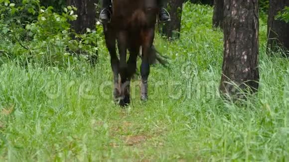 马的腿在草地上走着视频的预览图