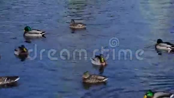 一群野鸭在游泳等待喂食视频的预览图