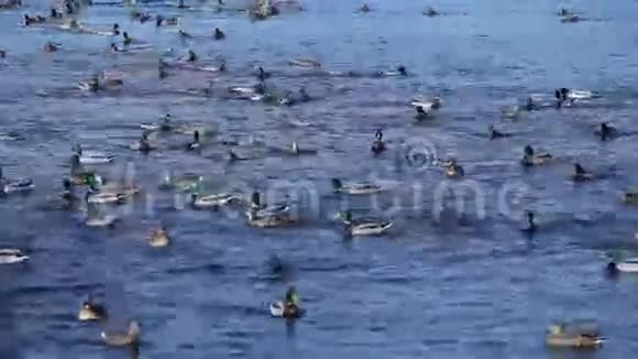 大量鸭子漂浮在河上马拉德鸭子在河里游泳视频的预览图