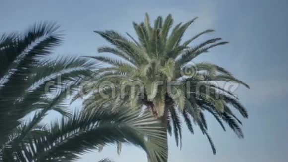 热带棕榈树微风视频的预览图