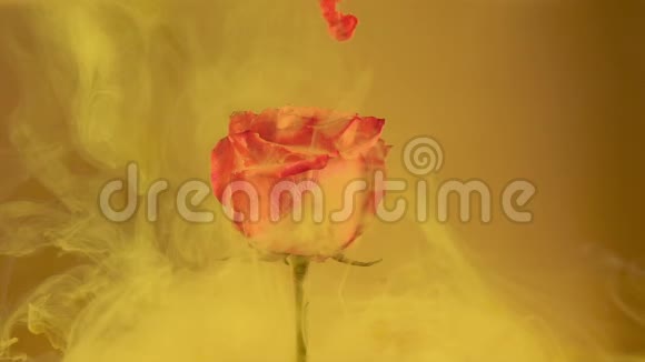 五颜六色的水滴落在黄色背景下美丽的红玫瑰上视频的预览图