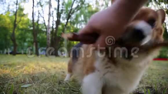威尔士科尔吉狗在草地上玩棍子视频的预览图