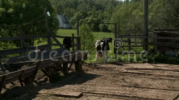晴天奶牛从牧场走到喂食处视频的预览图