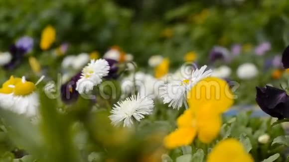 花园里的花三色堇和雏菊视频的预览图