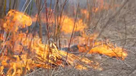 自然界中自发的火燃烧的草森林树木灌木丛巨大的被烧毁的土地面积视频的预览图