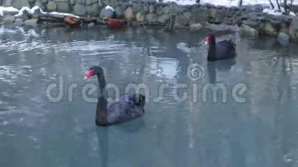 野黑天鹅在池塘里游泳视频的预览图