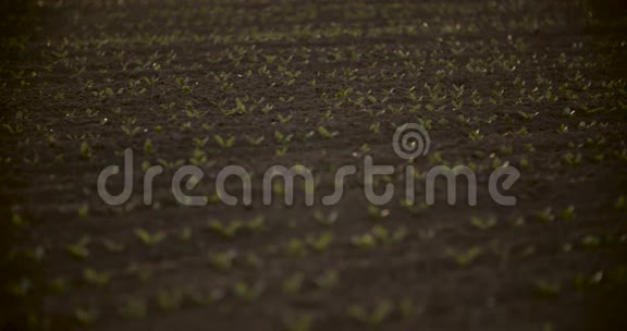 新鲜种植的麦田视频的预览图