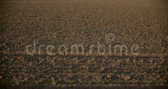 新鲜种植的麦田视频的预览图