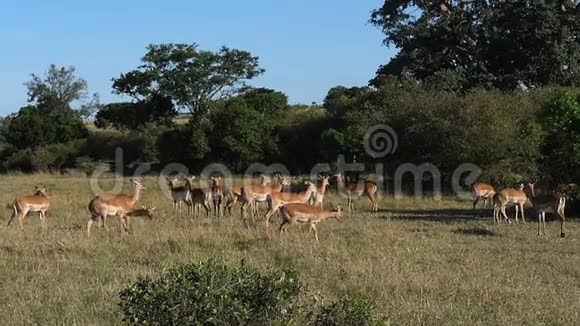 肯尼亚MasaiMara公园的ImpalaaepycerosMelampusFember视频的预览图