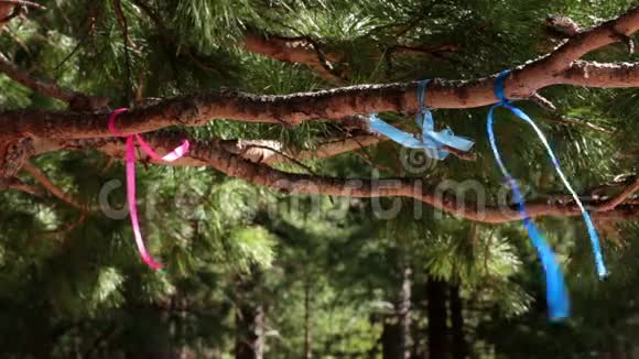 西伯利亚松的枝条雪松有粉红色和蓝色的丝带视频的预览图
