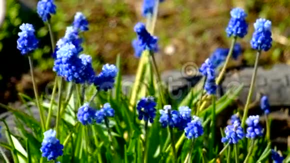 花园里的蓝色花朵视频的预览图
