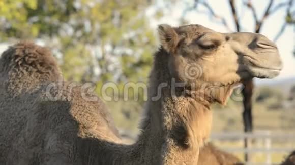 在大自然中的骆驼视频的预览图