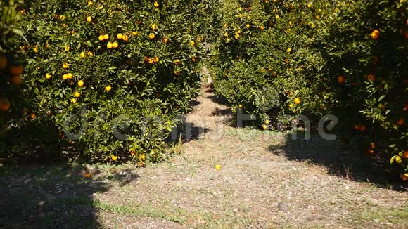 年轻女子正在橙色花园里奔跑视频的预览图