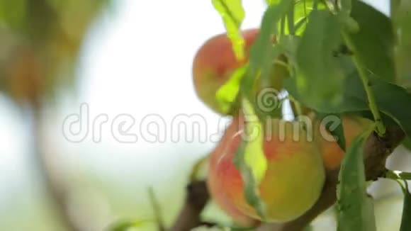 熟桃果实中的桃树视频的预览图