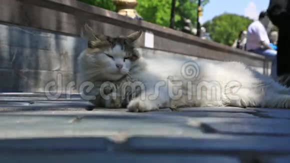 街头猫在阳光下眯眼视频的预览图