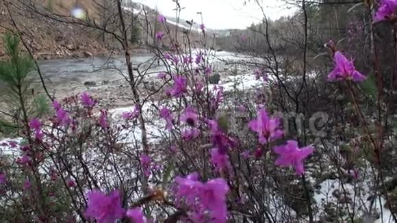俄罗斯西伯利亚山脉河岸上的花草视频的预览图