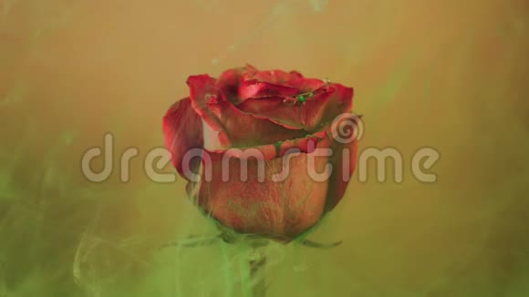 五颜六色的水滴落在黄色背景下美丽的红玫瑰上视频的预览图