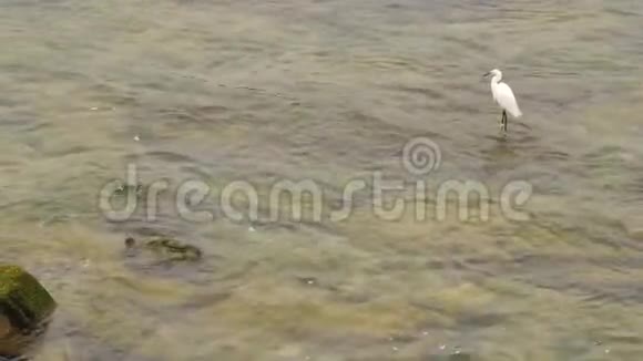 白鹭鸟坐在康塔布里亚海的大西洋中视频的预览图