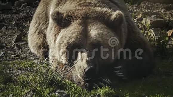 一只巨大的棕熊躺在草地上视频的预览图